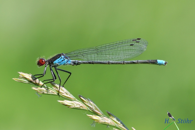 Großes Granatauge (Erythromma najas)